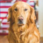 10 Big Dog Breeds That Are Surprisingly Gentle http://middleburgkc.com/