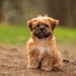 10 Hypoallergenic Dog Breeds for Sensitive People