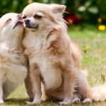 5 Low-Maintenance Dog Breeds for Busy People