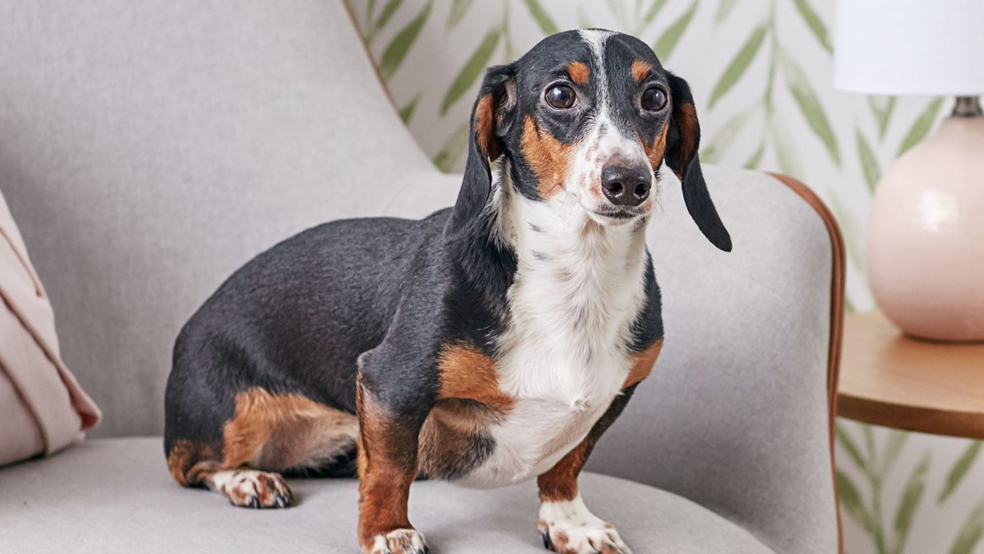 5 Low-Maintenance Dog Breeds for Busy People