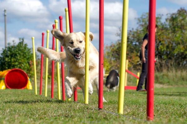 Advanced Dog Training Techniques for Off-Leash Control