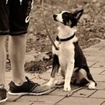 Basic Commands Every Dog Should Know