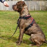 Basic Obedience Training Every Dog Should Learn Basic Obedience Training Every Dog Should Learn