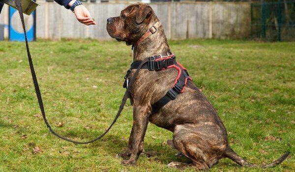 Basic Obedience Training Every Dog Should Learn