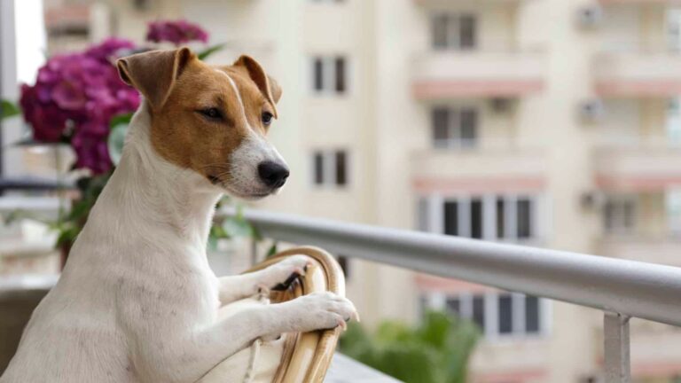 Best Apartment-Friendly Dog Breeds