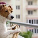 Best Dog Breeds for Apartment Living