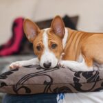 Best Dog Breed for Apartment Living Best Dog Breeds for Apartment Living