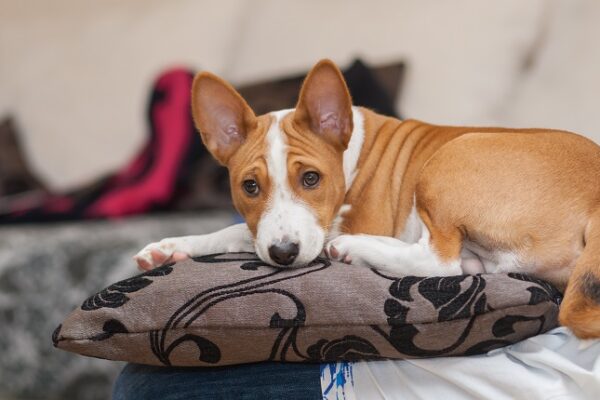 Best Dog Breeds for Apartment Living
