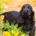 Best Dog Breeds for Families with Kids