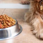 Best Dog Food Brands for a Healthy Diet in 2025