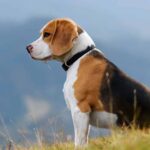 Best Family-Friendly Dog Breeds For Households
