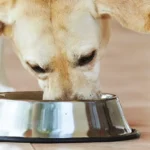 Best Organic and Natural Dog Food Choices