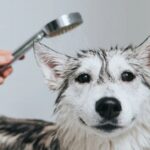 Best Ways To Keep A Dog’s Coat Shiny Best Ways To Keep A Dog’s Coat Shiny