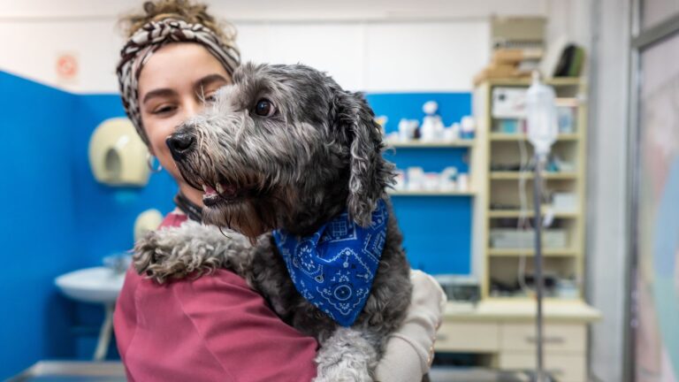 Choosing Between a Purebred and a Rescue Dog