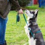 Choosing The Right Dog Trainer For Your Pet