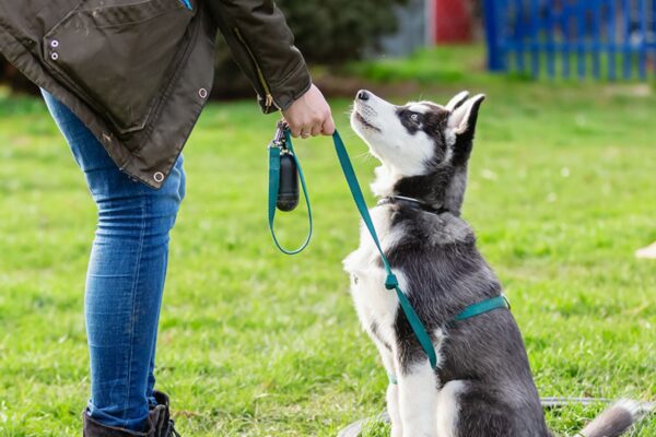 Choosing The Right Dog Trainer For Your Pet
