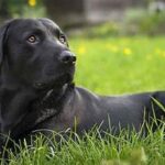 Common Dog Food Allergies and How to Avoid Them