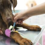 Common Dog Health Issues And Prevention Common Dog Health Issues And Prevention