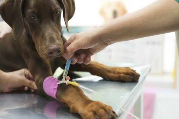 Common Dog Health Issues And Prevention