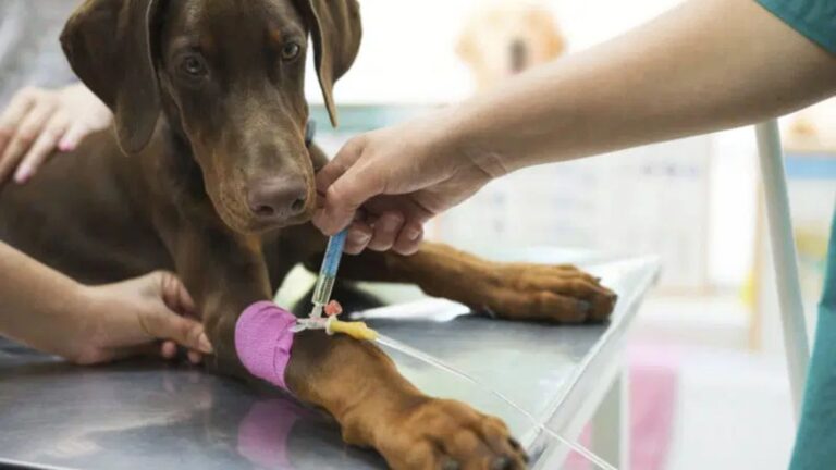 Common Dog Health Issues And Prevention