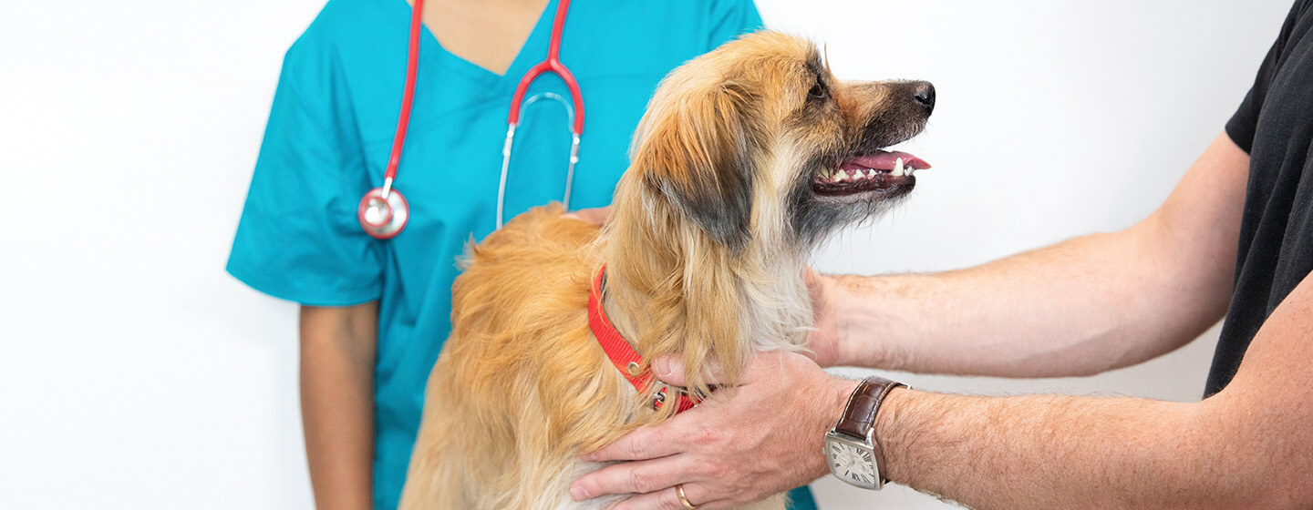 Common Health Issues in Dogs and How to Prevent Them