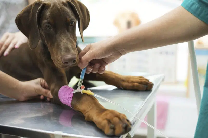 Common Health Issues in Dogs and How to Prevent Them