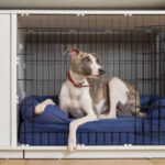 Crate Training 101: How to Make It Work for Your Dog