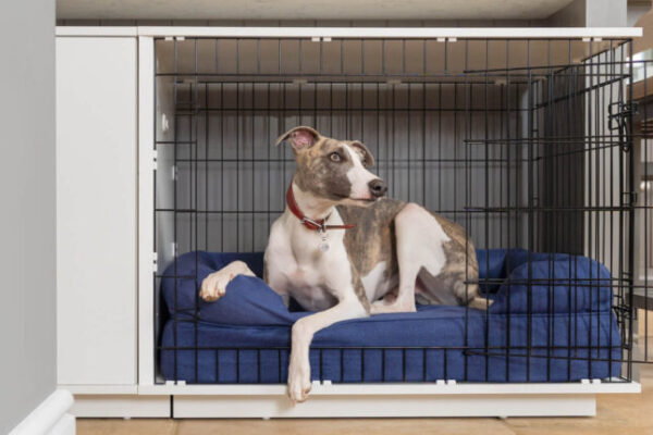 Crate Training 101: How to Make It Work for Your Dog