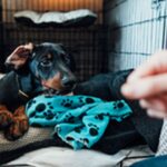 Crate Training Tips From Expert Dog Trainers Crate Training Tips From Expert Dog Trainers