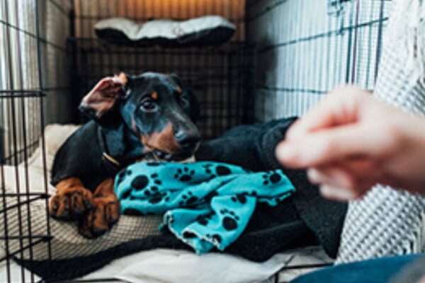 Crate Training Tips From Expert Dog Trainers