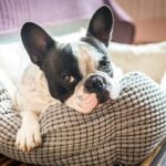 DIY Dog Accessories Fun and Easy Projects to Try