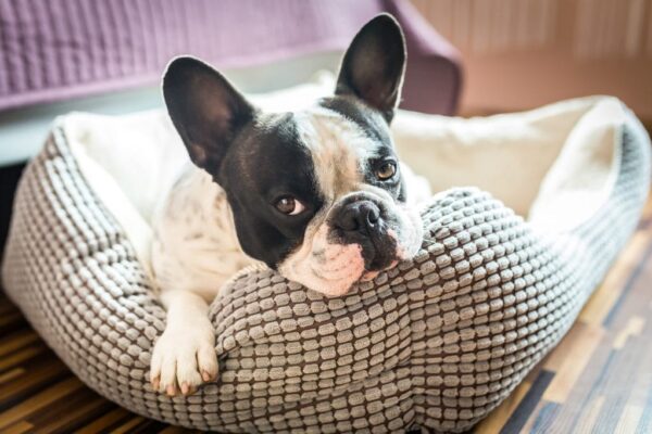 DIY Dog Accessories Fun and Easy Projects to Try