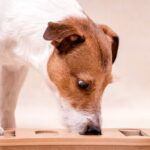 DIY Dog Training Is It Effective