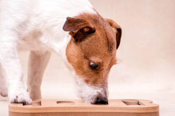 DIY Dog Training Is It Effective