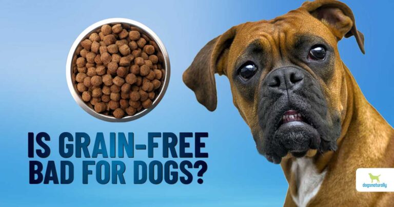 The Benefits of Grain-Free Dog Food: Is It Right for Your Dog?