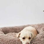 Dog Beds That Help With Anxiety