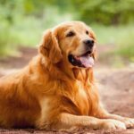 Dog Breeds That Are Great for First-Time Pet Owners