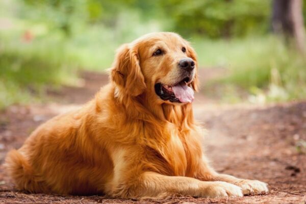 Dog Breeds That Are Great for First-Time Pet Owners