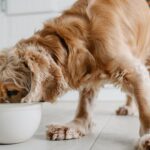 Dog Food Ingredients That Improve Coat Health
