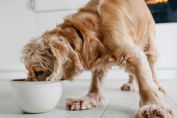 Dog Food Ingredients That Improve Coat Health