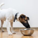 Grain-Free Dog Food Pros And Cons