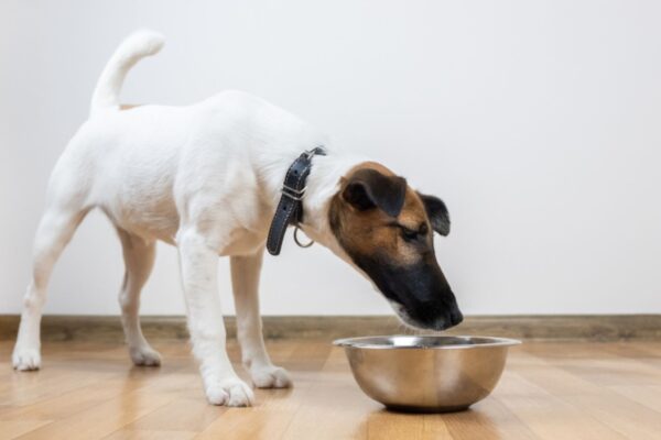 Grain-Free Dog Food Pros And Cons