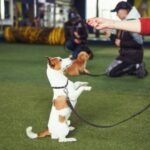 How Dog Trainers Teach Basic Commands