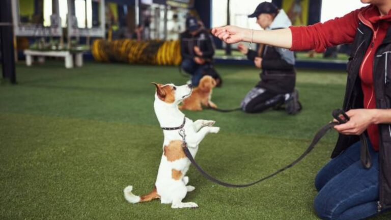 How Dog Trainers Teach Basic Commands