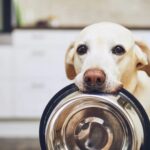 How Much Should You Feed Your Dog Based on Their Size? How Much Should You Feed Your Dog Based on Their Size?