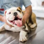 How Often Should Dogs Visit The Vet How Often Should Dogs Visit The Vet