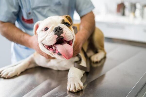 How Often Should Dogs Visit The Vet