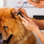 How Often Should You Take Your Dog to the Vet