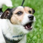 How To Stop Excessive Barking With Training