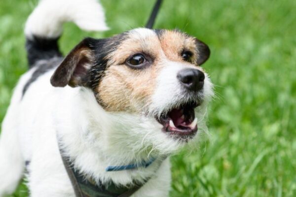 How To Stop Excessive Barking With Training